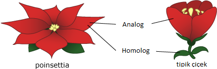 Poinsettia diagram z.png