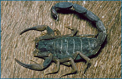 Scorpion2.jpg