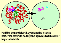 Evrim101YSAntibiyotik1.gif