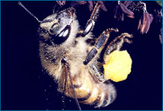 Arıların polen taşımaya uyarlanmış bacakları vardır.