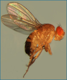 Wildtype drosophila.jpg