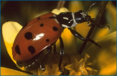 Ladybug.jpg