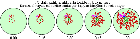 A4-3-bacterialgrowth2.jpg