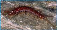 Centipede 99.jpg