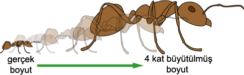 Ant scaling.gif