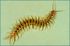Centipede.jpg