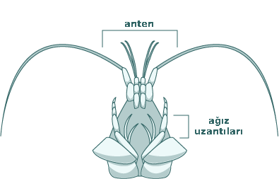 Crayfish ventral3.gif