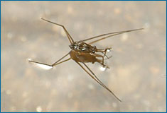 Su örümceklerinin bacakları, vücuduna suyun yüzeyinde destek olmak üzere uyarlanmıştır.