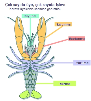 Crayfish ventral2.jpg