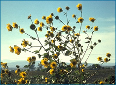 Sunflowers wild.jpg