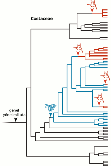 Costaceae phylogeny4.gif