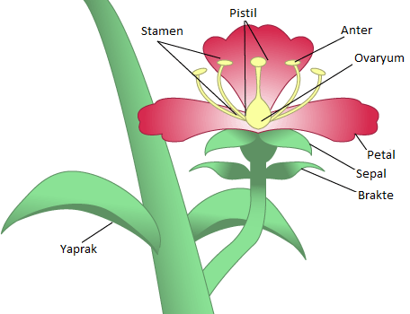 Flower diagram z.png