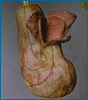 Aristolochia.jpg