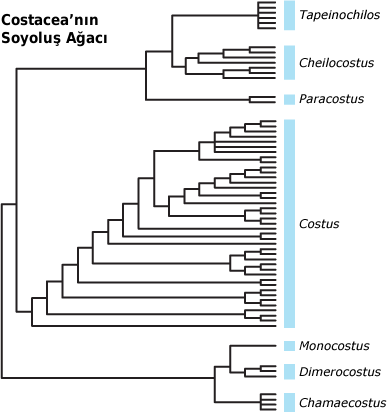 Costaceae phylogeny.gif