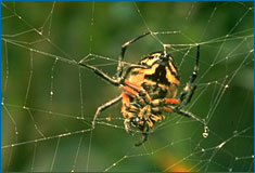 Birçok örümceğin bacakları hassas ağları kavramaya uygundur.