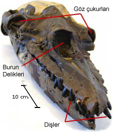Aetiocetus skull2.png