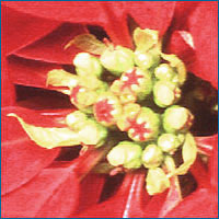 Poinsettia closeup z.png