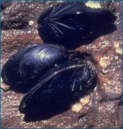 Mussels.jpg